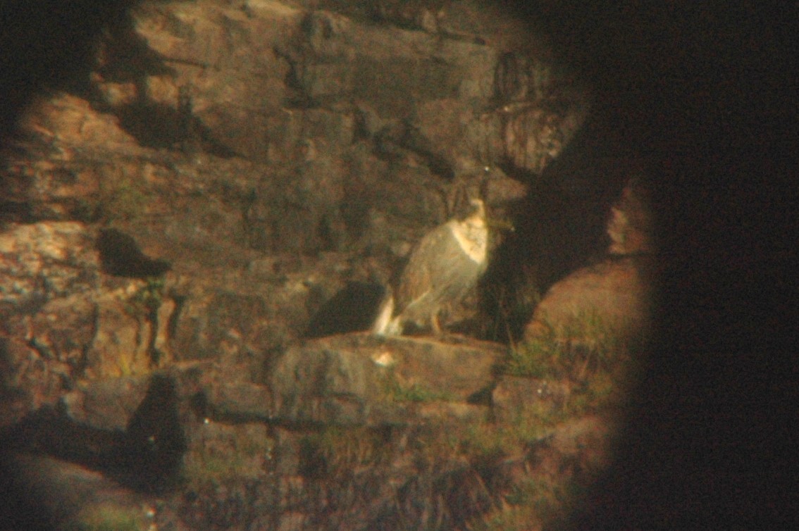 Himalayan Snowcock - ML626252922