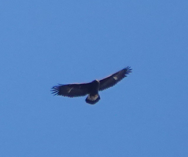 Steinadler - ML626252968