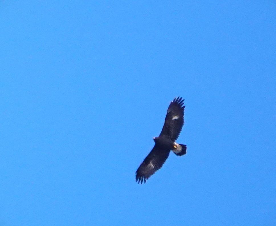 Steinadler - ML626252969