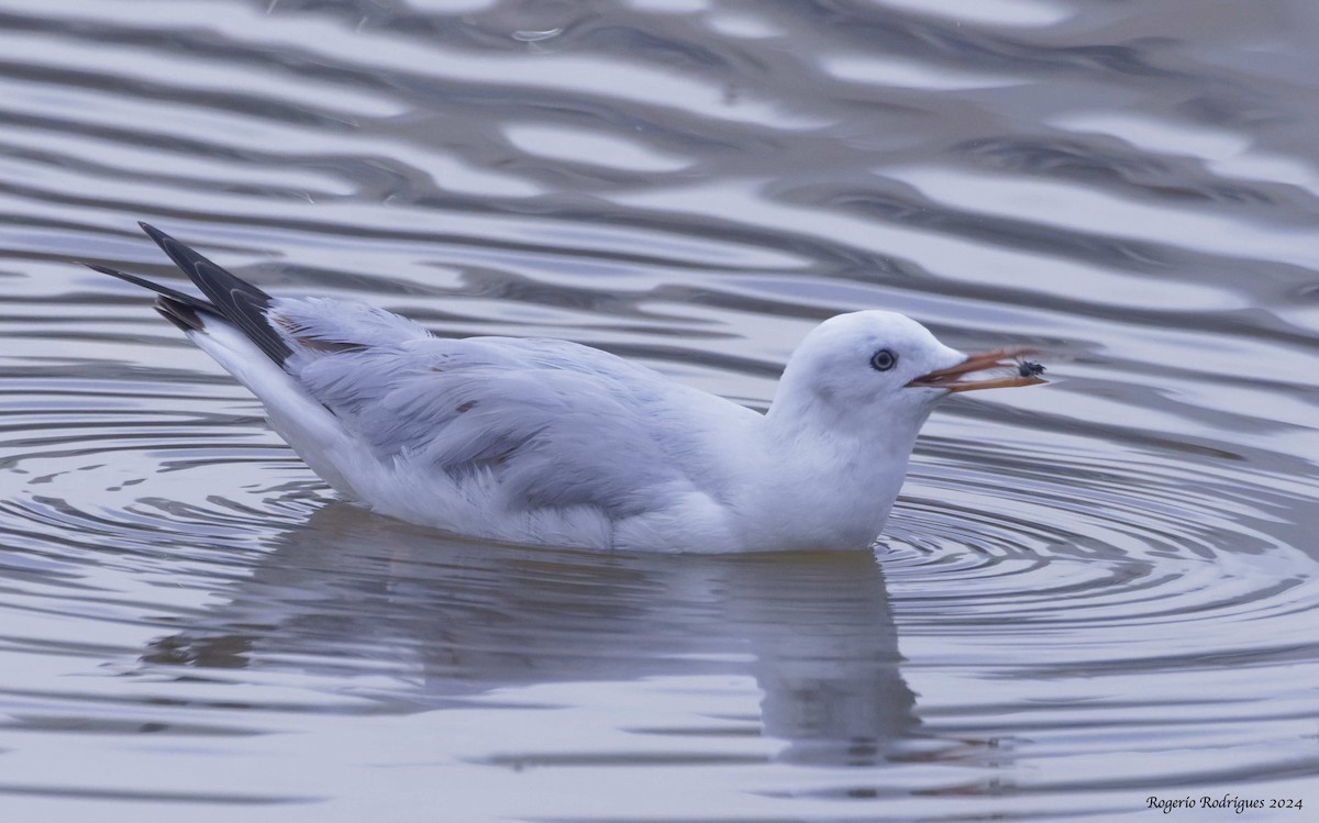 Slender-billed Gull - ML626253111