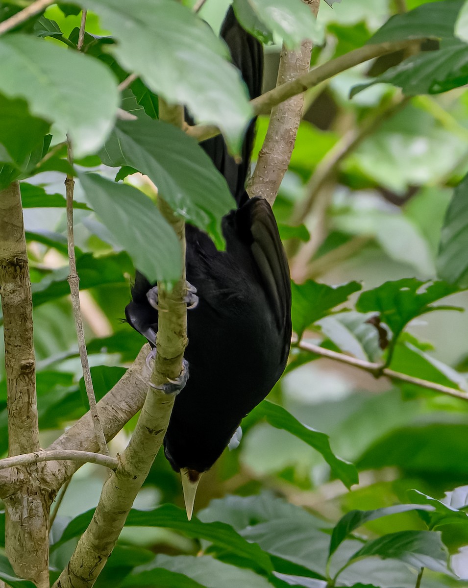 Yellow-billed Cacique - ML626253115