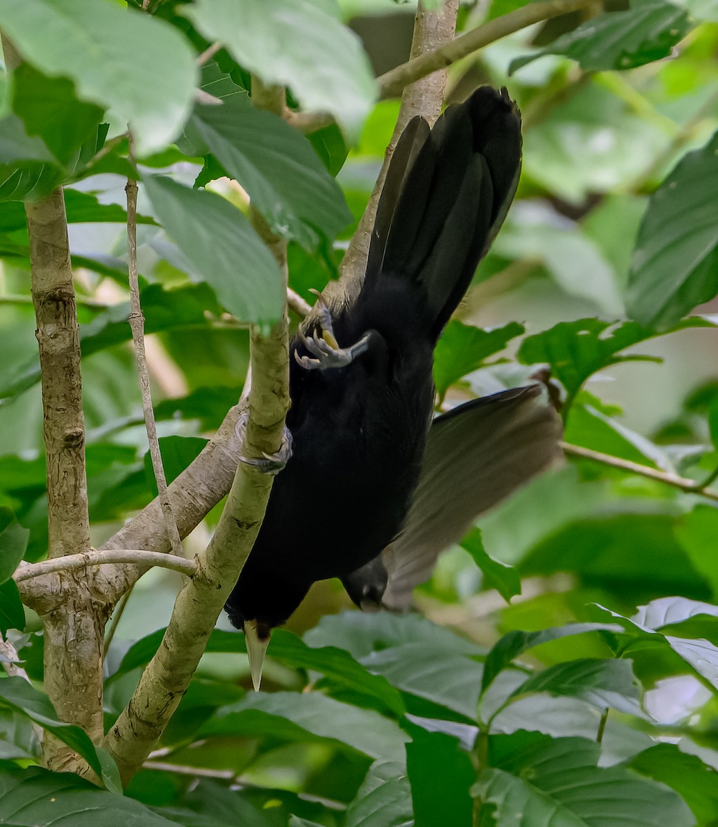 Yellow-billed Cacique - ML626253116