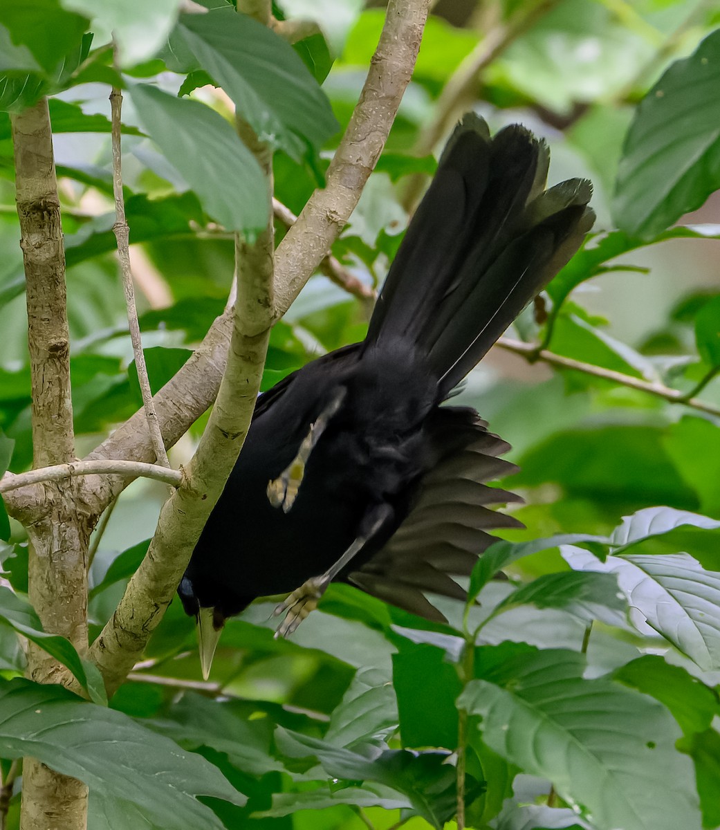 Yellow-billed Cacique - ML626253117