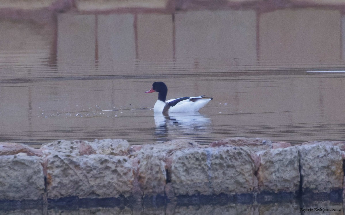 Common Shelduck - ML626253123