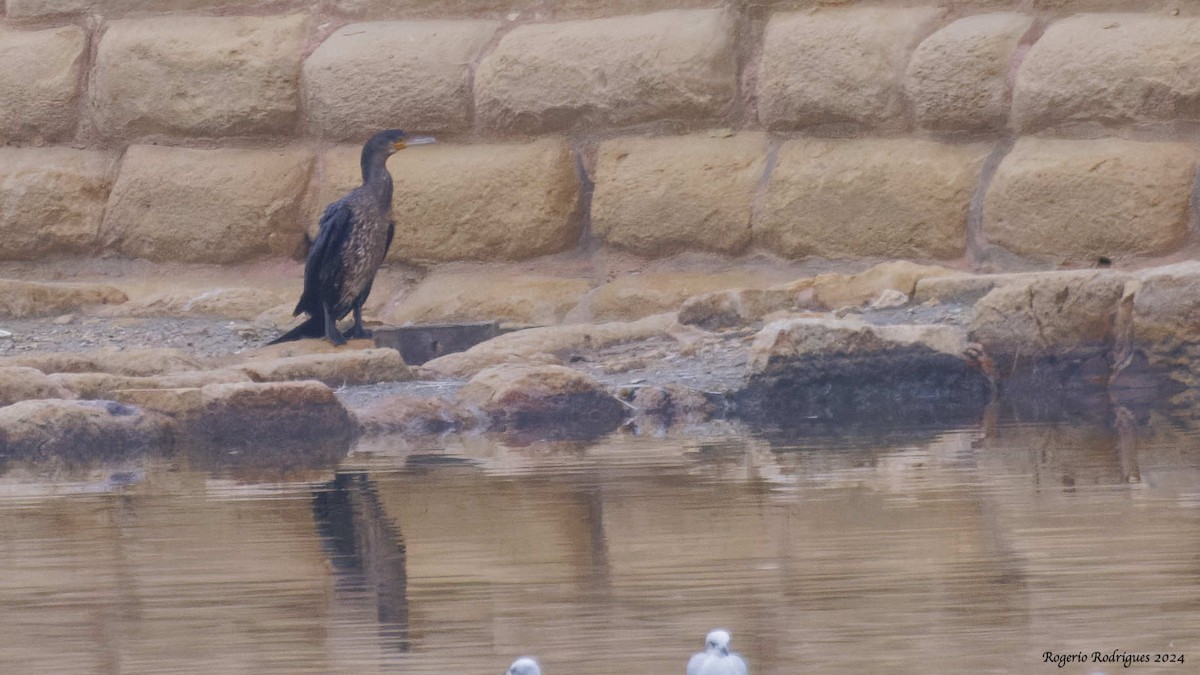 Great Cormorant - ML626253132