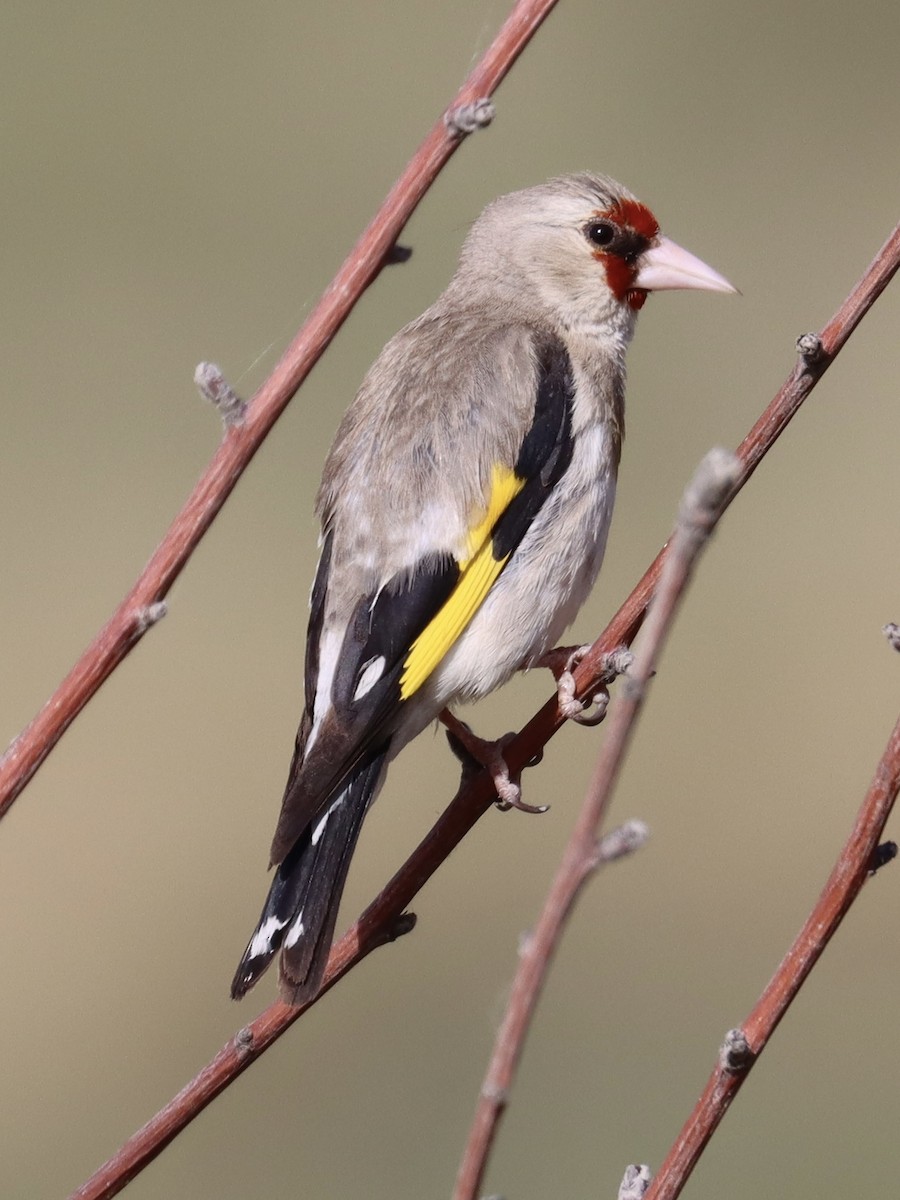 Gray-crowned Goldfinch - ML626253166