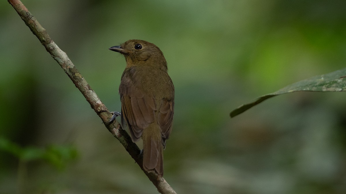 Brown-winged Schiffornis (Amazonian) - ML626253204