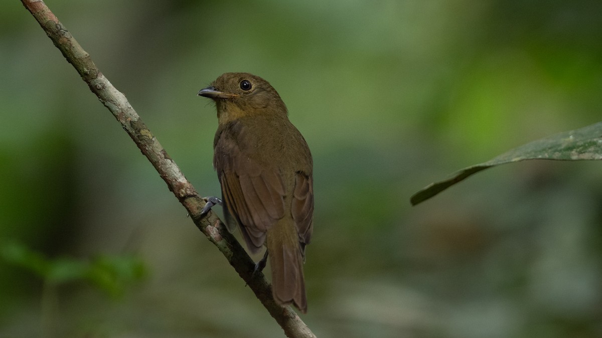 Brown-winged Schiffornis (Amazonian) - ML626253205