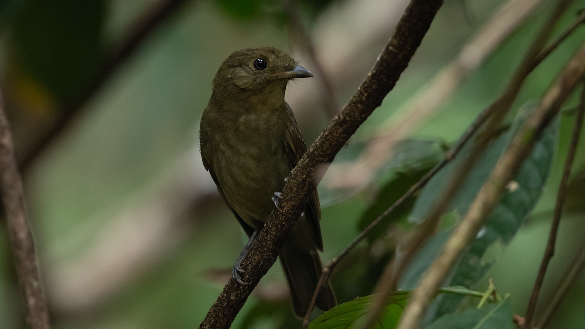 Brown-winged Schiffornis (Amazonian) - ML626253206