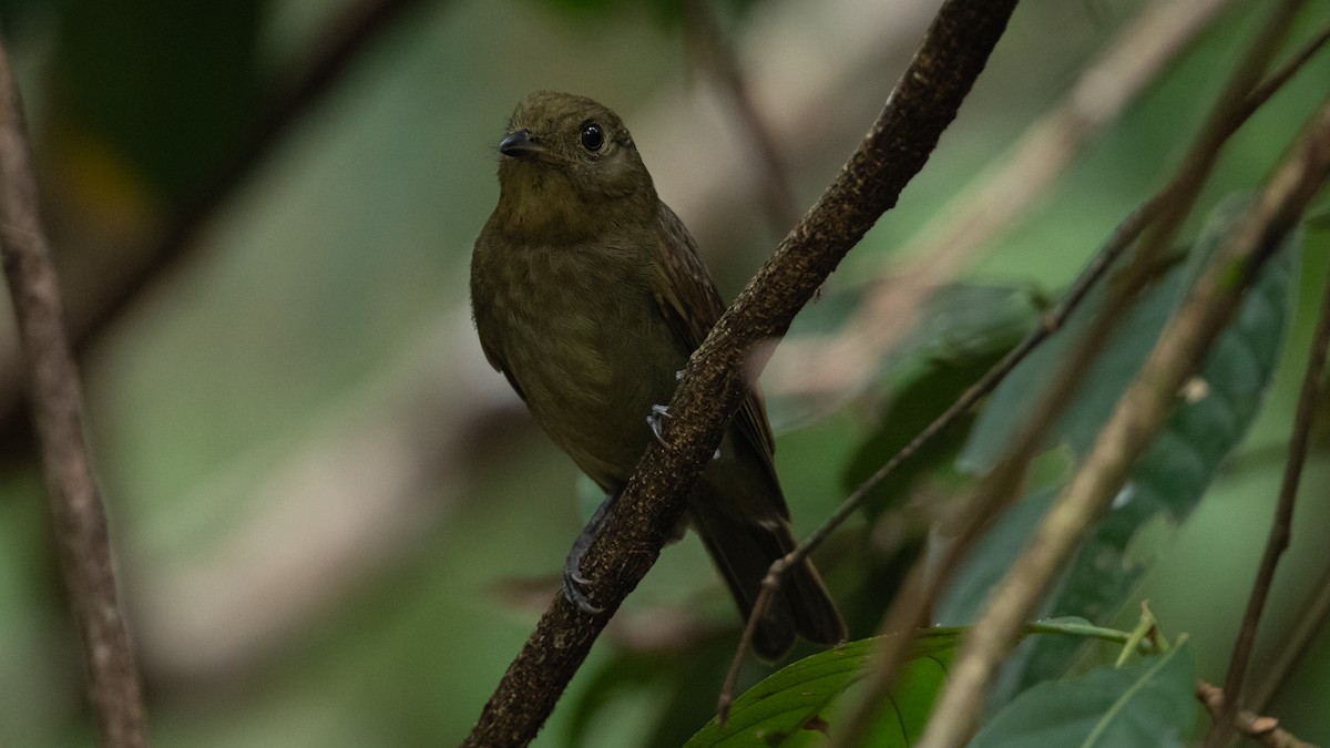 Brown-winged Schiffornis (Amazonian) - ML626253207