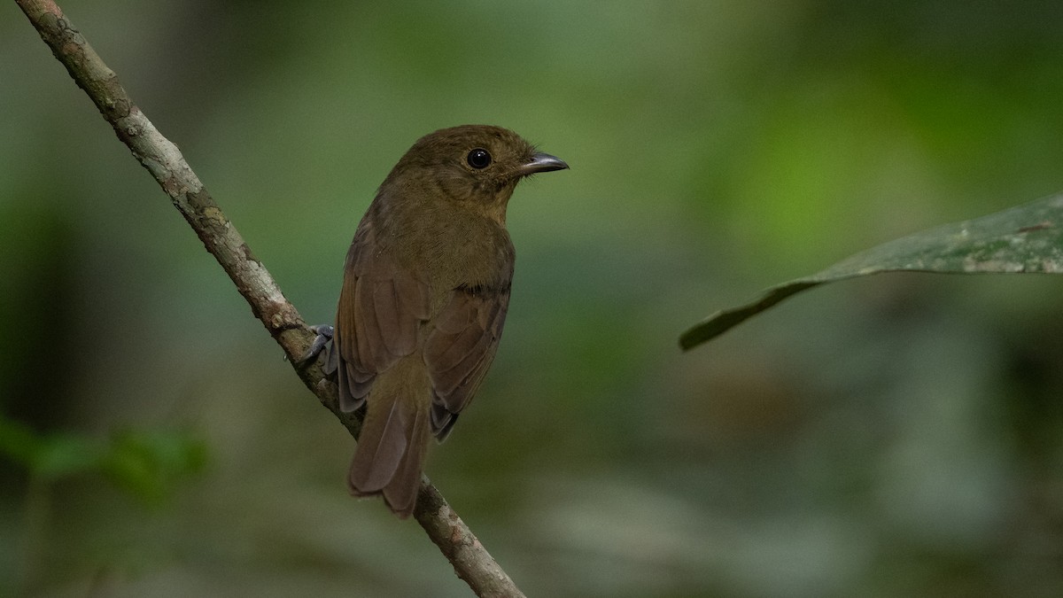 Brown-winged Schiffornis (Amazonian) - ML626253208