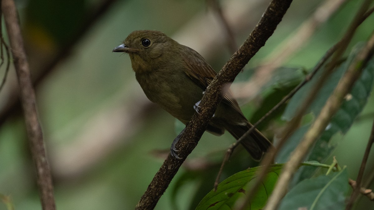 Brown-winged Schiffornis (Amazonian) - ML626253209