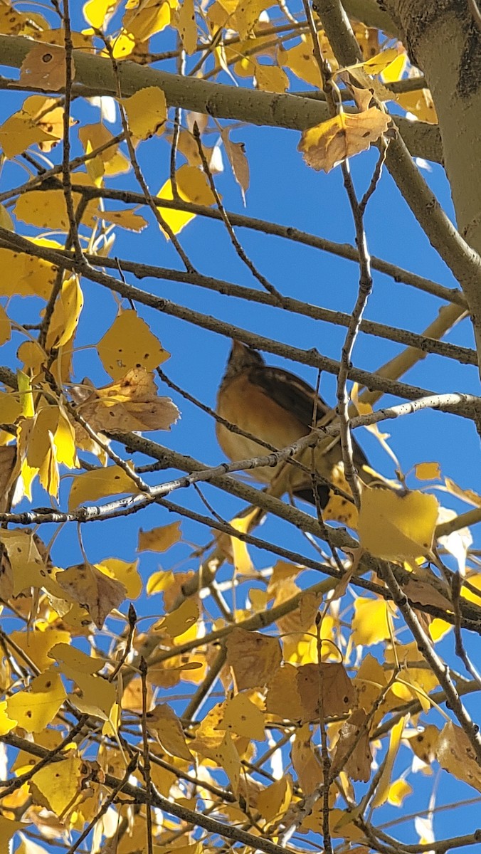 Rufous-backed Robin - ML626253525