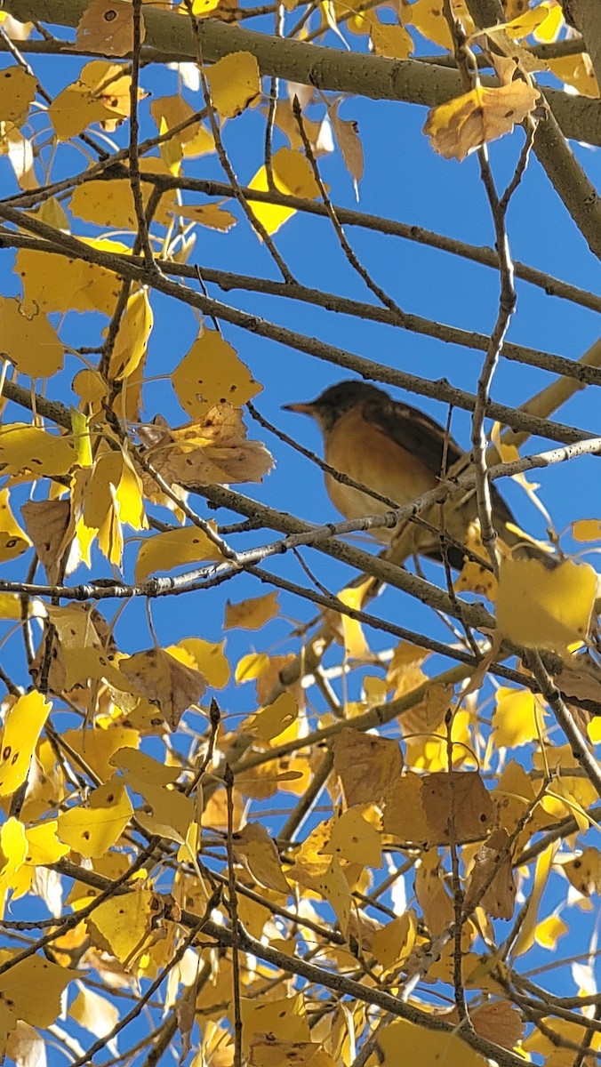 Rufous-backed Robin - ML626253545