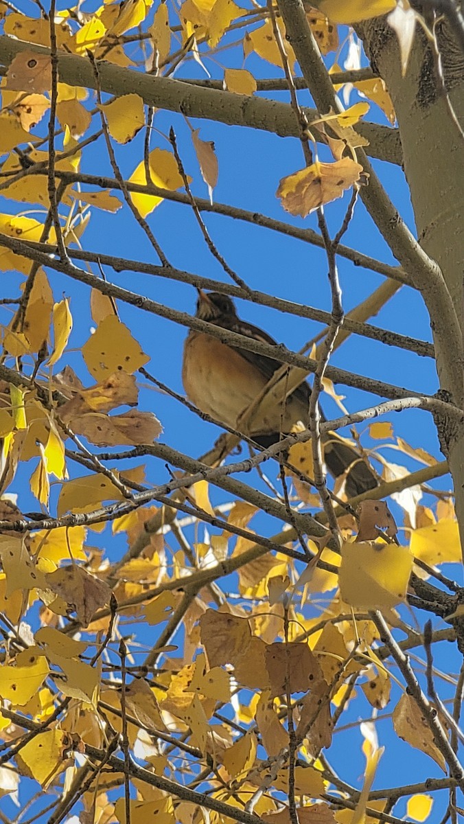 Rufous-backed Robin - ML626253546