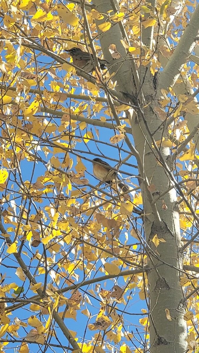 Rufous-backed Robin - ML626253547