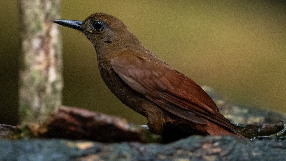White-chinned Woodcreeper - ML626253552
