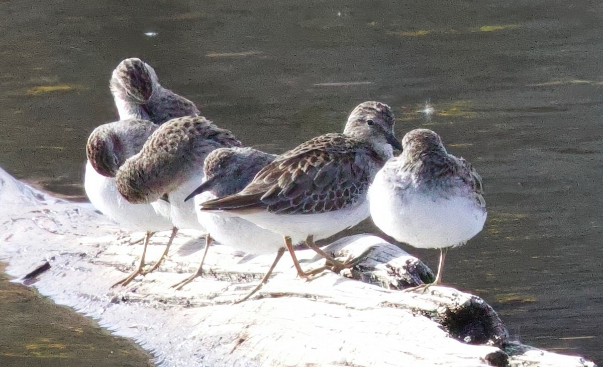 Least Sandpiper - ML626253699