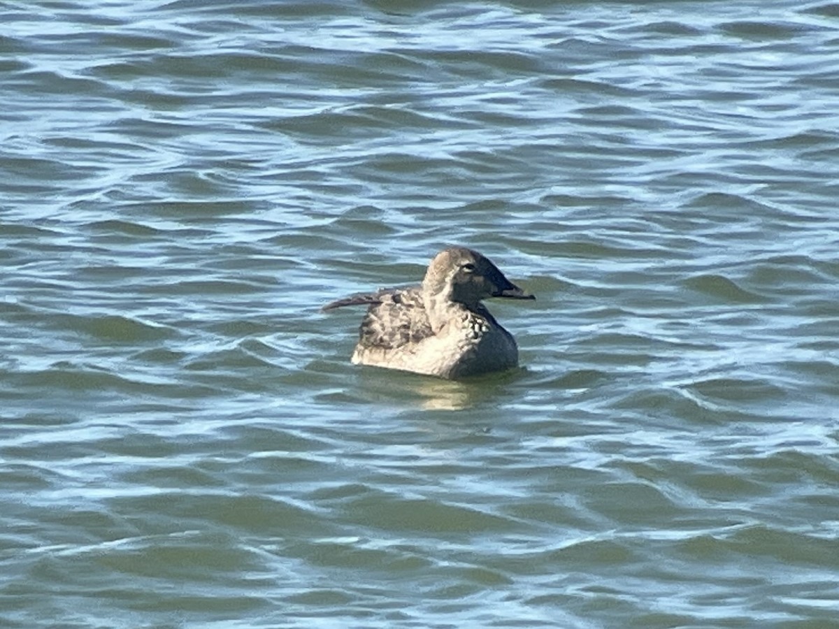 King Eider - ML626253947