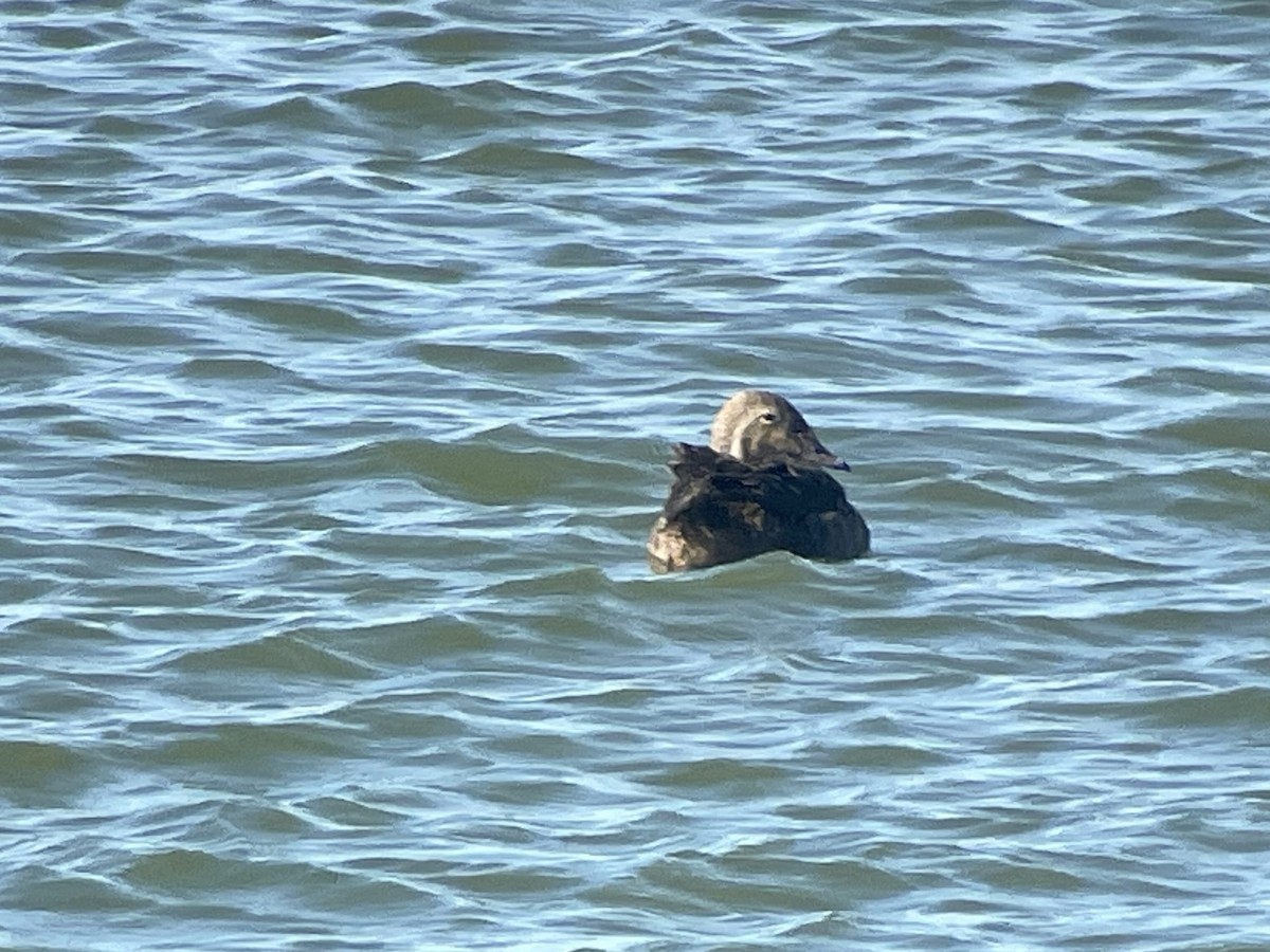 King Eider - ML626253949