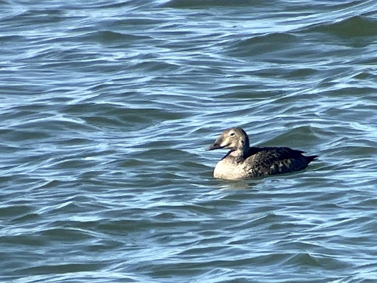 King Eider - ML626253950