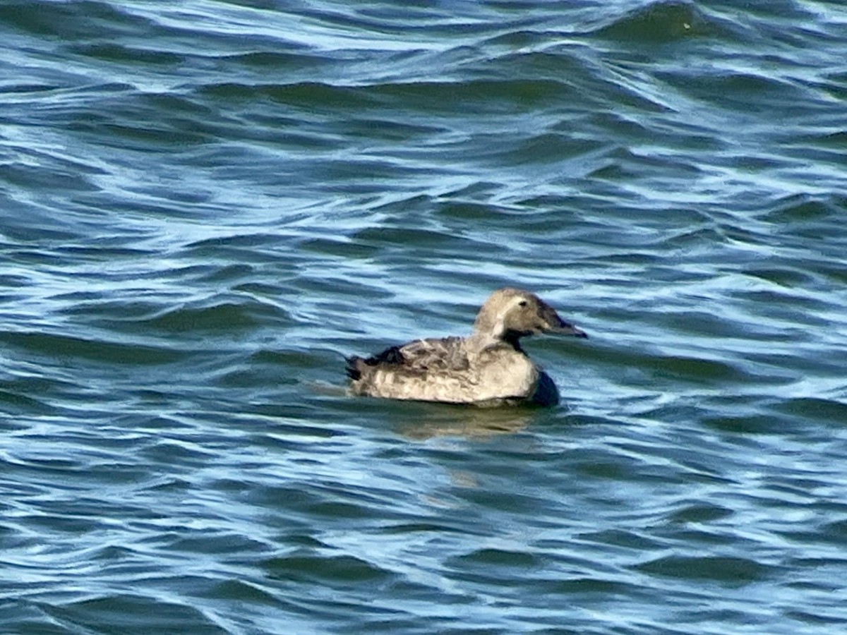 King Eider - ML626253951