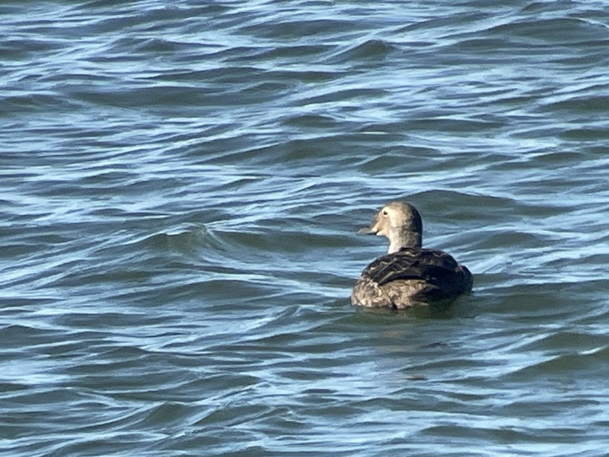 King Eider - ML626253952