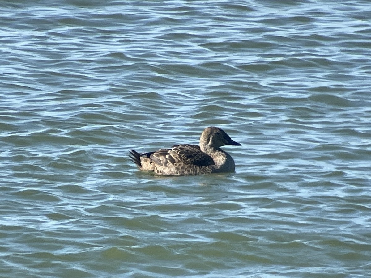 King Eider - ML626253954