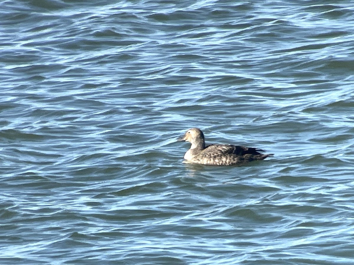 King Eider - ML626253956