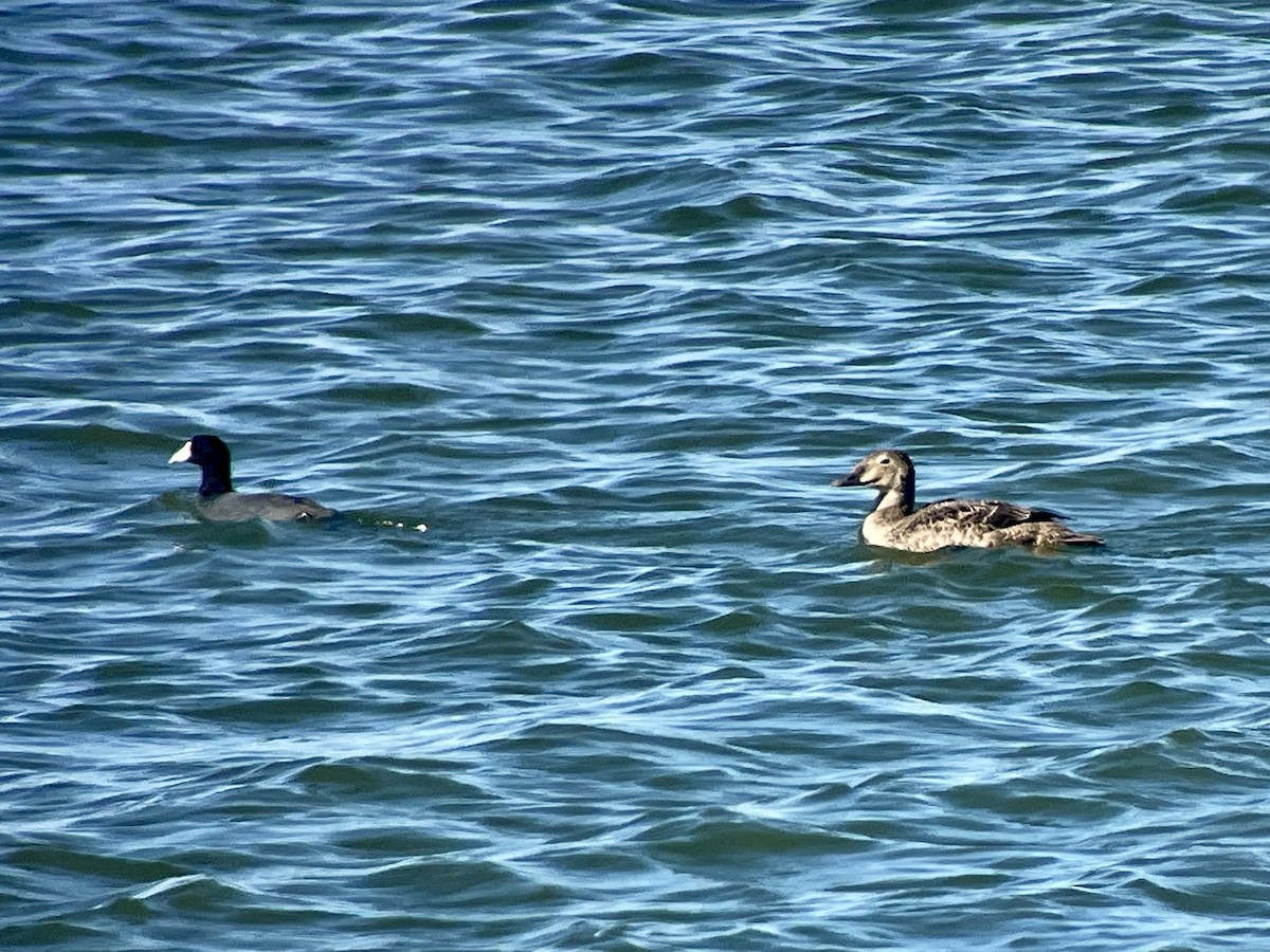 King Eider - ML626253960