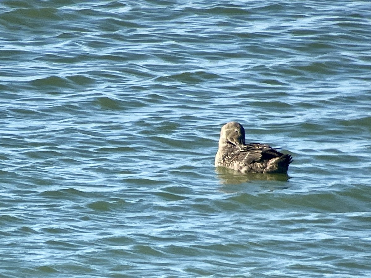 King Eider - ML626253961