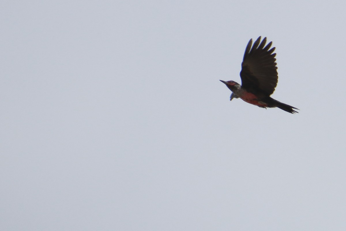 Lewis's Woodpecker - ML626254048