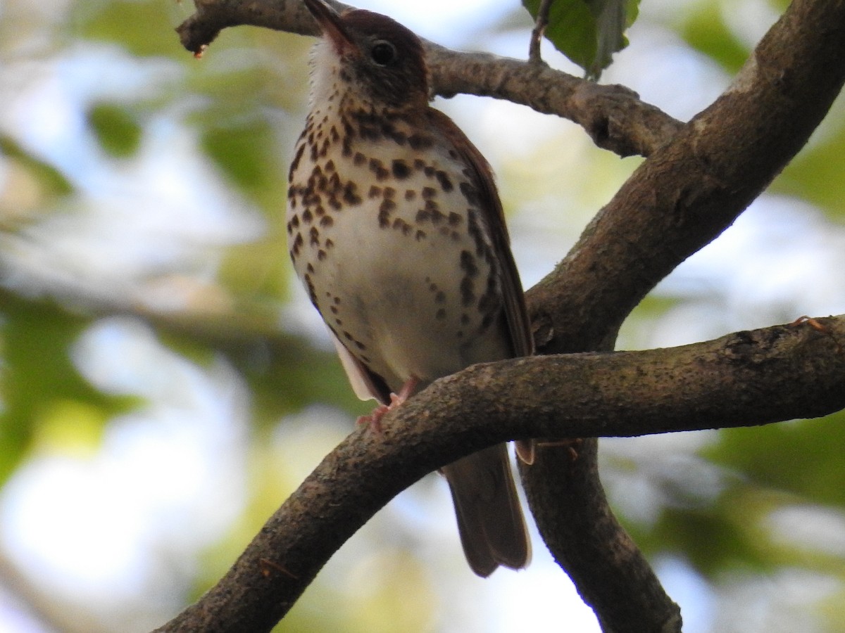 Wood Thrush - ML62625421