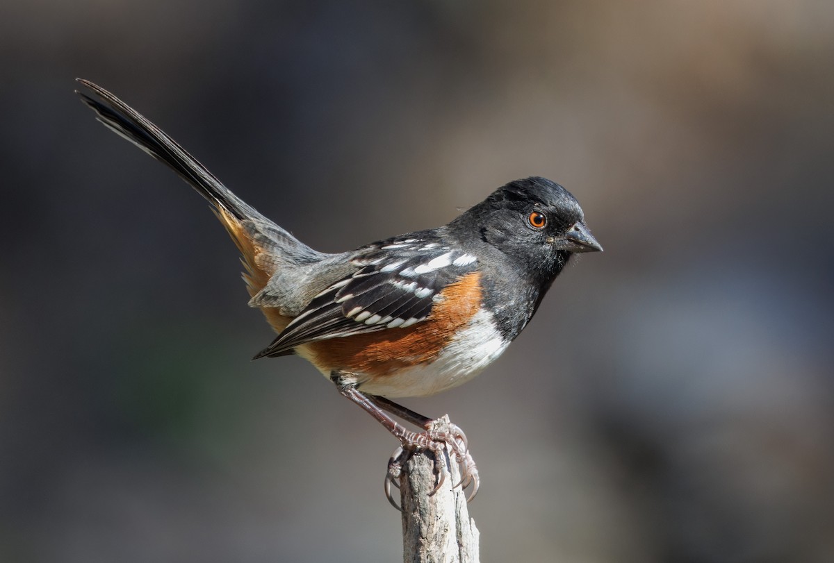 Spotted Towhee - John Callender