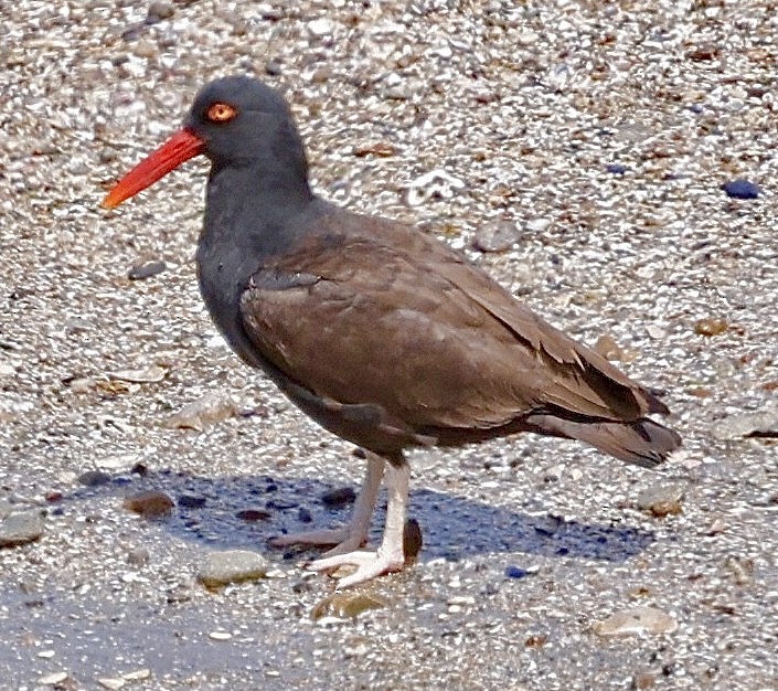 Blackish Oystercatcher - ML626254352