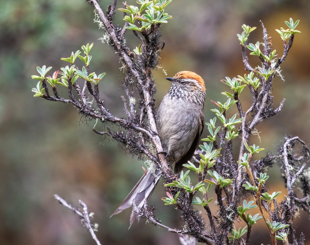 White-browed Tit-Spinetail - ML626254477
