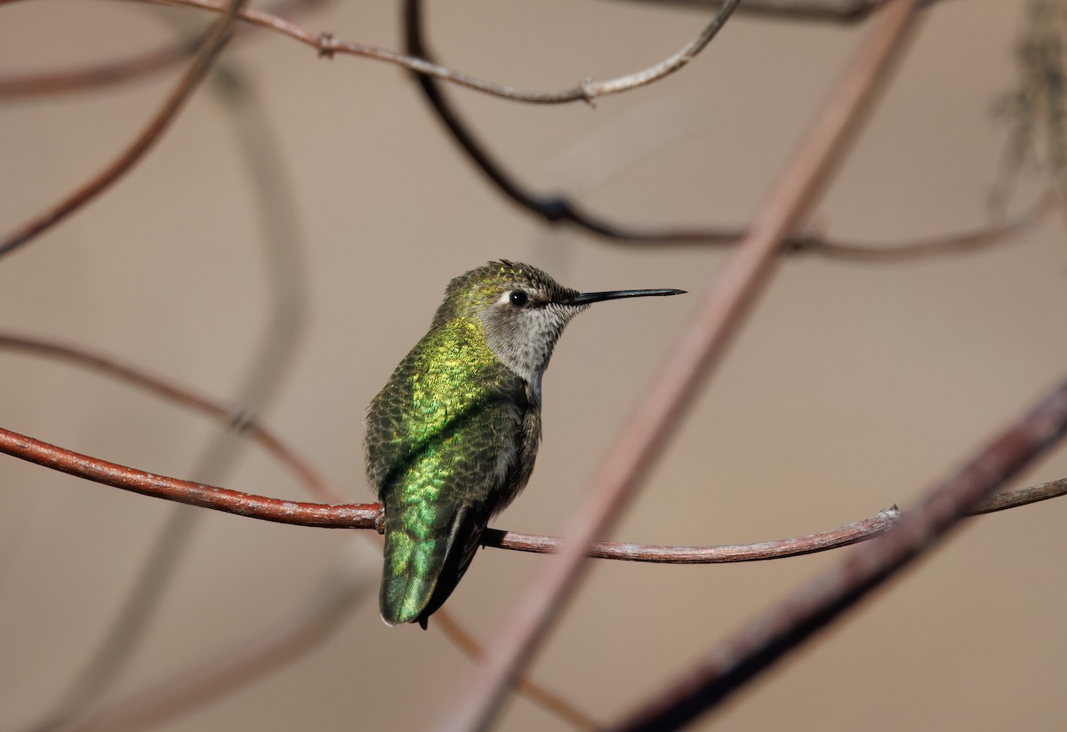 Anna's Hummingbird - John Callender