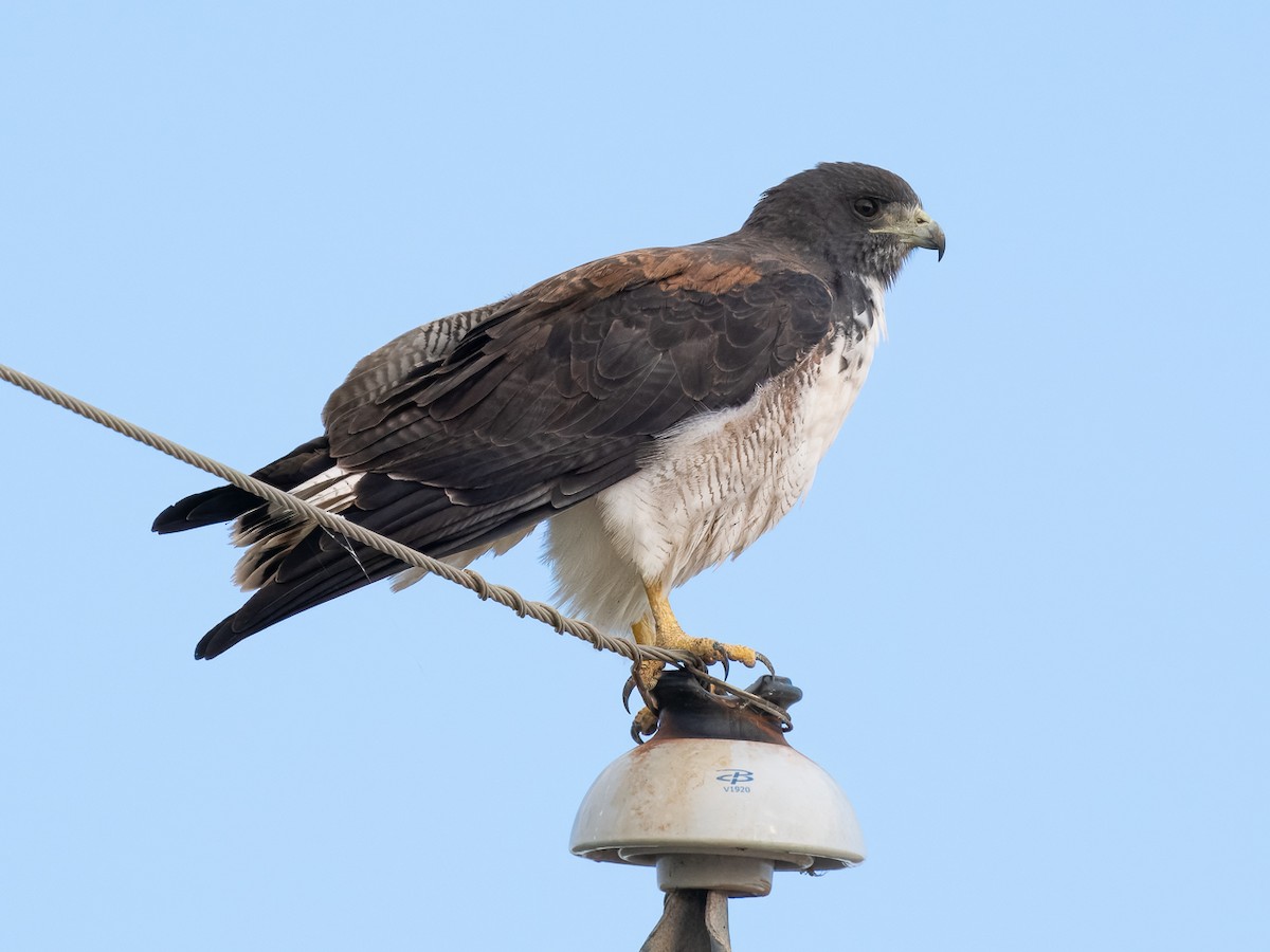 White-tailed Hawk - ML626254576