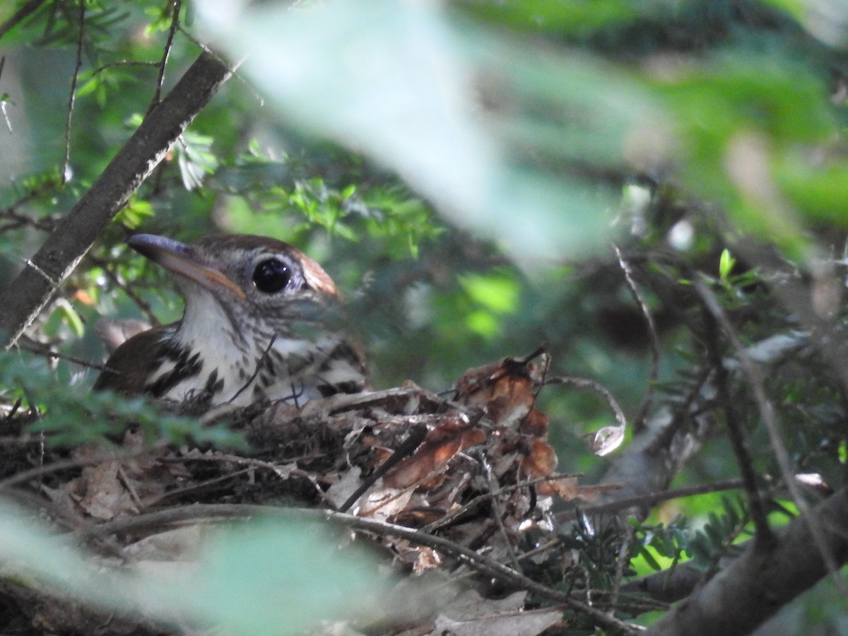 Wood Thrush - ML62625461