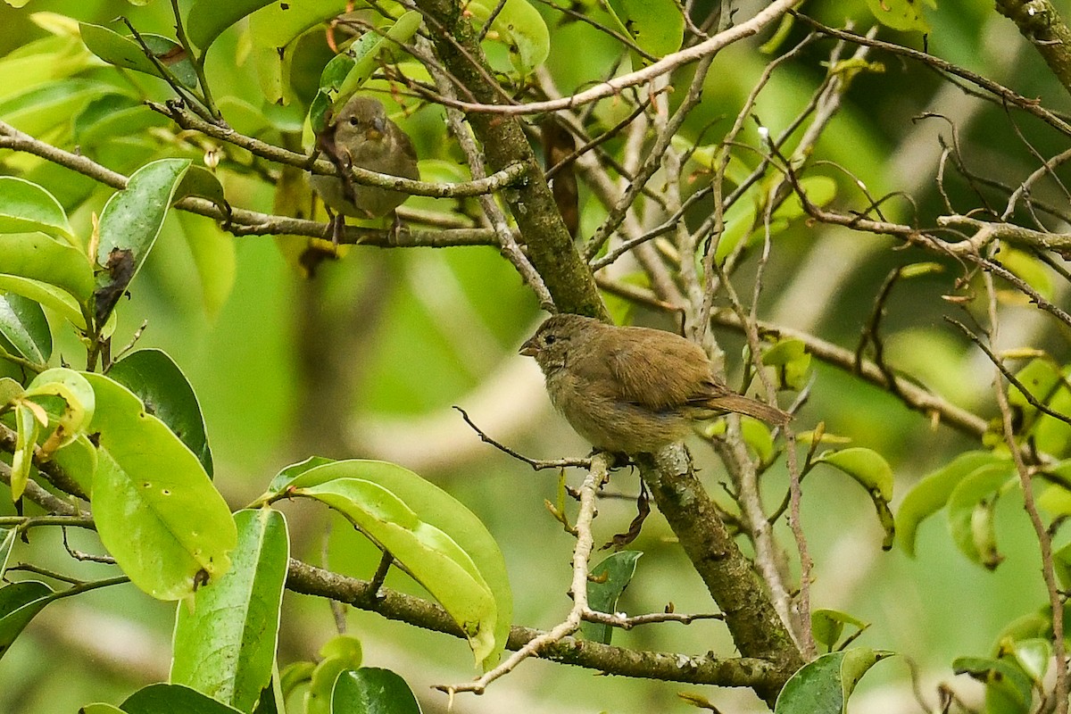Dull-colored Grassquit - ML626254656