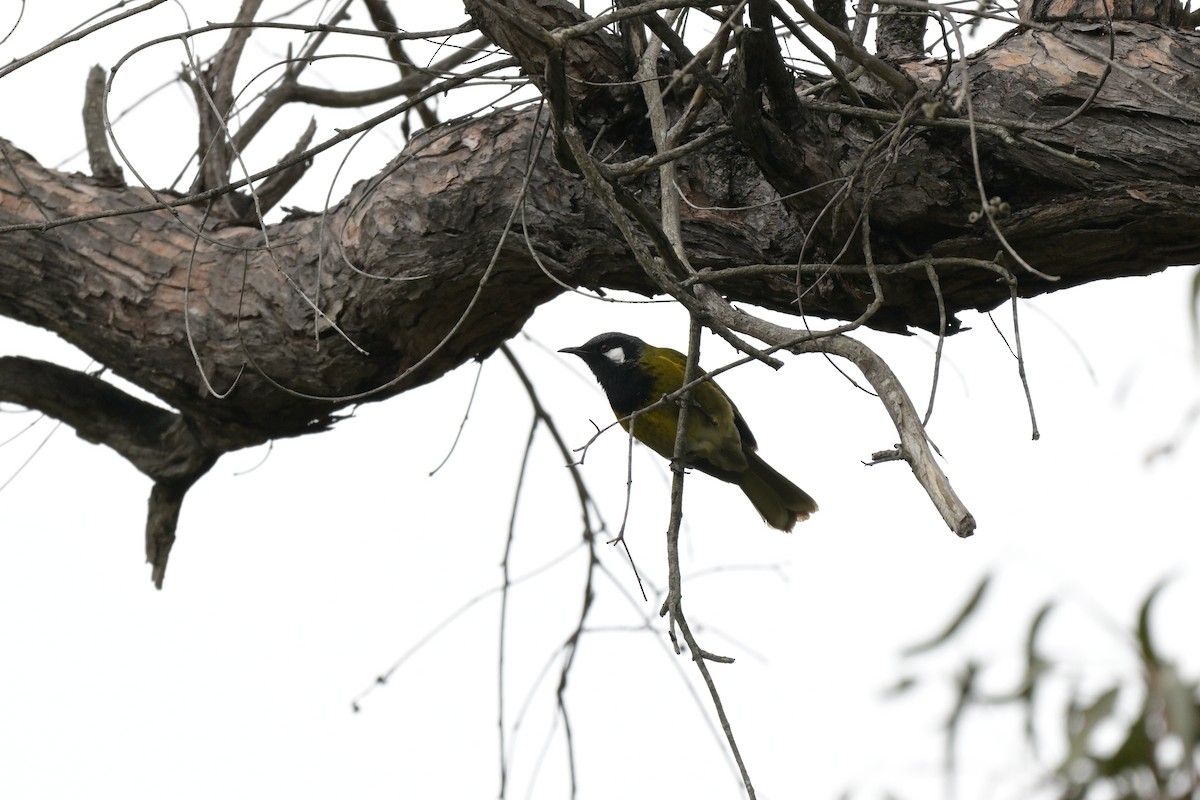 White-eared Honeyeater - ML626254918