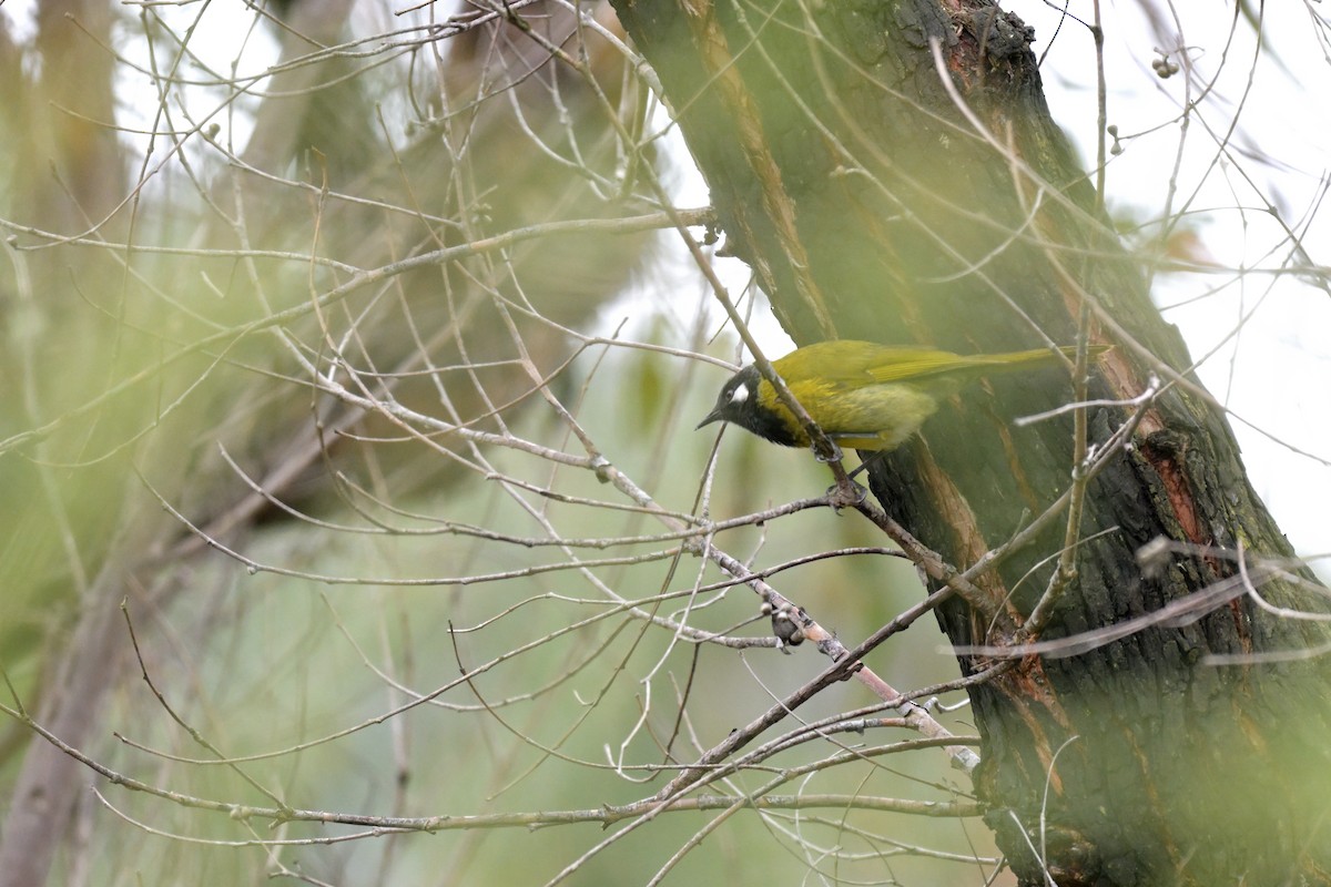White-eared Honeyeater - ML626254919