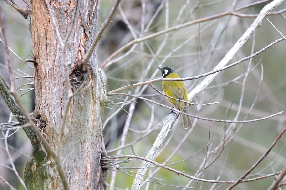 White-eared Honeyeater - ML626254921