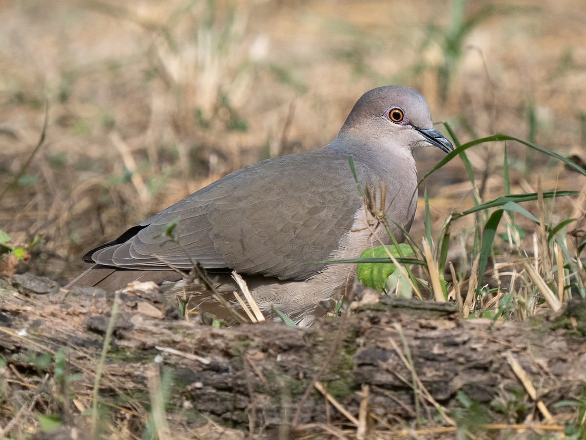 White-tipped Dove - ML626254936