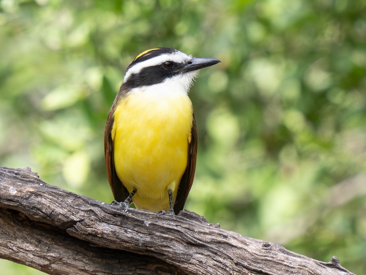 Great Kiskadee - ML626254941