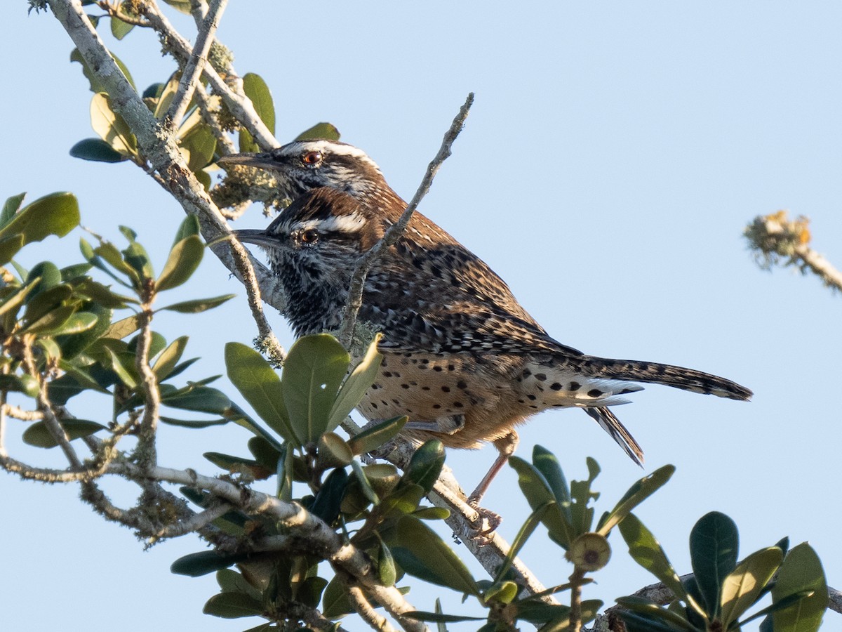 Cactus Wren - ML626255127