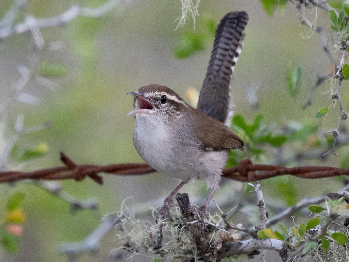 Bewick's Wren - ML626255174