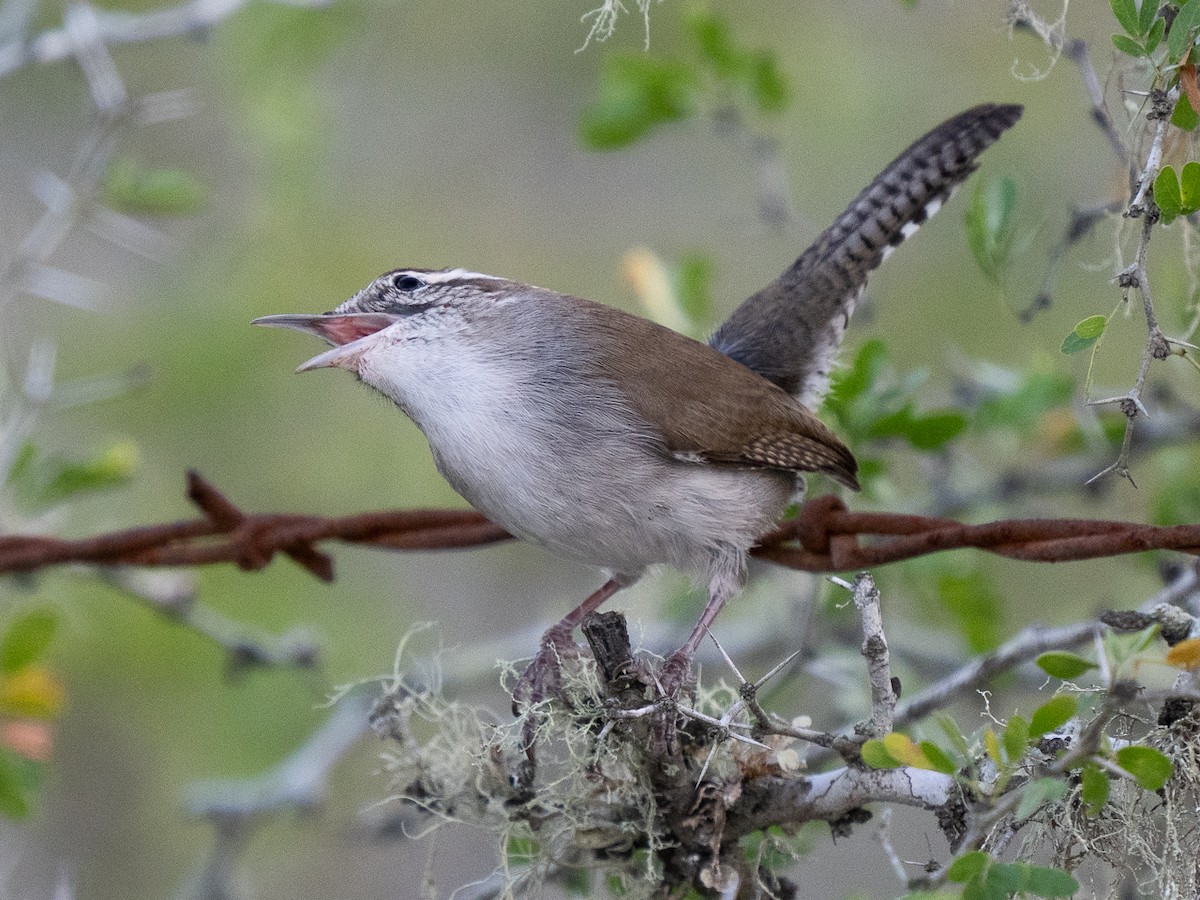 Bewick's Wren - ML626255175