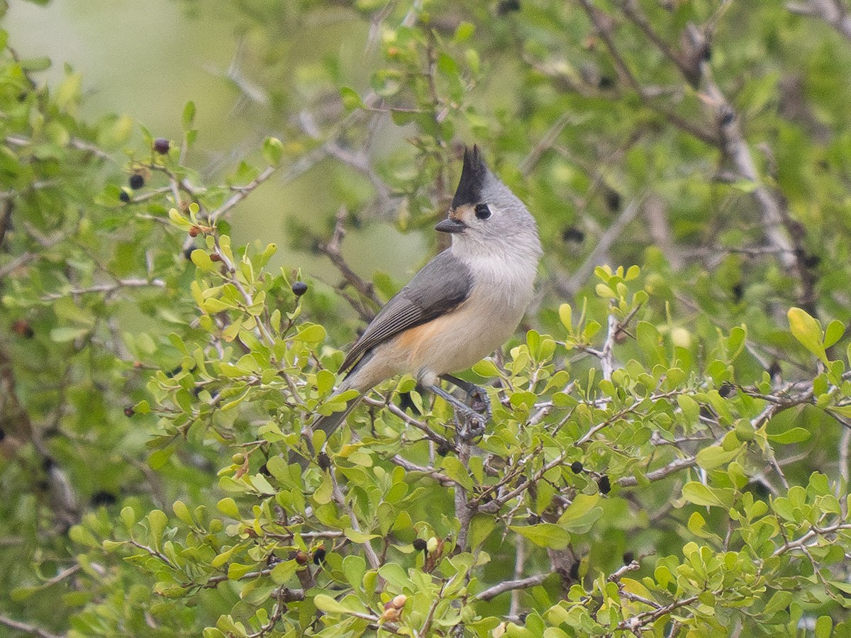 Black-crested Titmouse - ML626255308