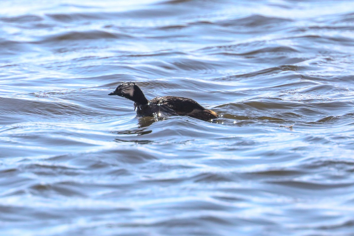 White-tufted Grebe - ML626255634